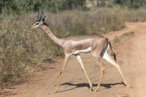 Samburu Ulusal oyun parkında bir yol geçiş gerenuk — Stok fotoğraf
