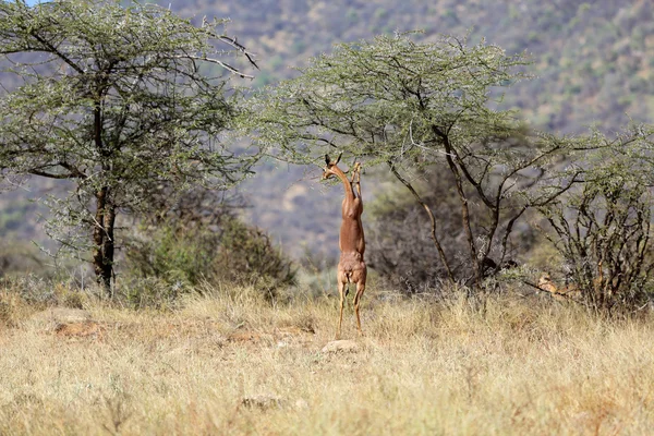 Um gerenuk comendo uma acácia no parque de jogos nacional de samburu kenya — Fotografia de Stock