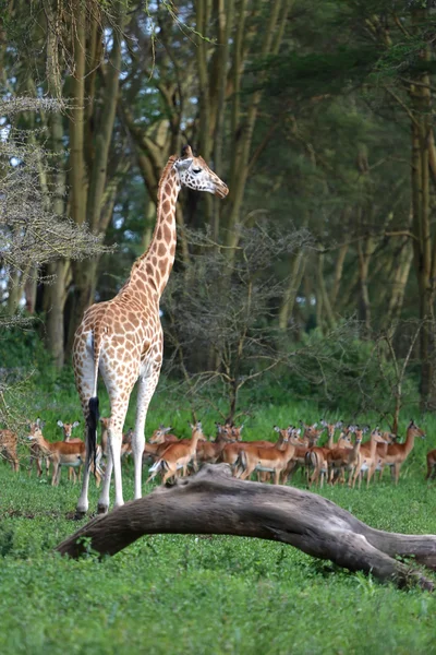 Kenya zürafa naivasha Gölü Milli maçında impalas sürüsü önünde park — Stok fotoğraf