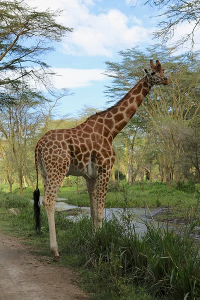 Bir zürafa yaklaşık bir nehir naivasha Ulusal oyunu çapraz kenya park etmektir. — Stok fotoğraf