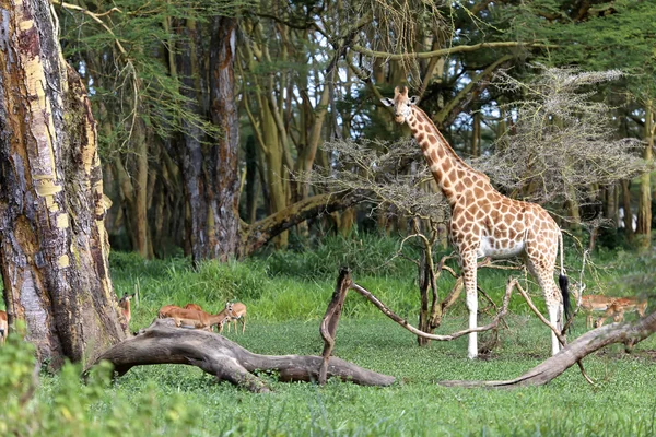 Kenya zürafa naivasha Gölü Milli oyunda bana bakıyor park — Stok fotoğraf