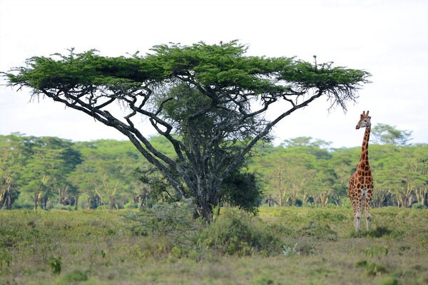 a giraffe near an acacia in naivasha national game park kenya
