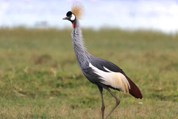 Um guindaste coroado cinza em naivasha lago parque de jogo nacional kenya — Fotografia de Stock