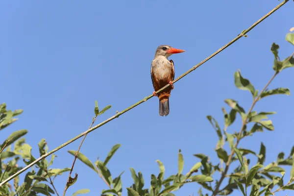 Een grijs-headed kingfisher (Oost-Afrikaanse race) in samburu nationaal park — Stockfoto