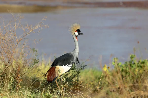 Bir gri vinç Milli Parkı kenya samburu, taç giydi. — Stok fotoğraf