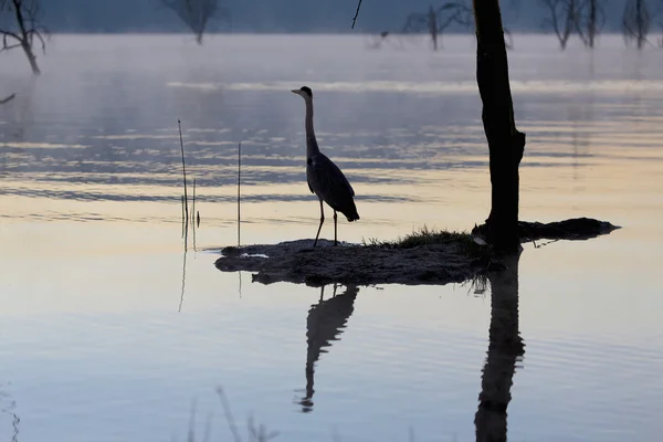 Un heron gri la răsăritul soarelui în parcul național Naivasha Kenya — Fotografie, imagine de stoc