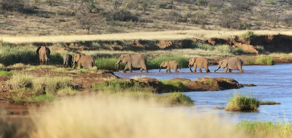 Un grupo de elefantes cruzando un río en el parque nacional de juegos de Samburu Kenya — Foto de Stock
