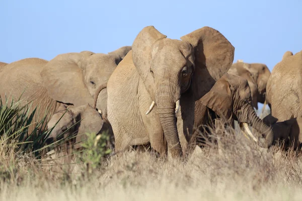 Un grupo de elefantes en el parque nacional de juegos Samburu Kenya — Foto de Stock