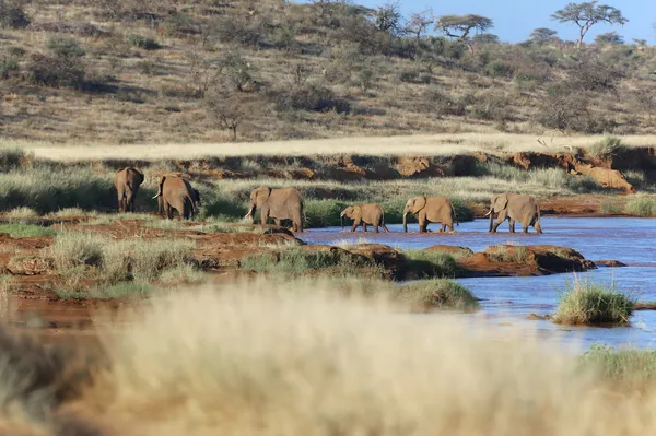 Un grupo de elefantes cruzando un río en el parque nacional de juegos de samburu — Foto de Stock