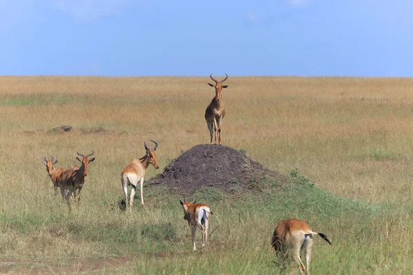 Grupa i hartebeest w masai mara national gra parku Kenii — Zdjęcie stockowe