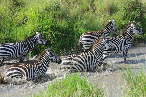 A group of zebra crossing a river in masai mara national game park kenya