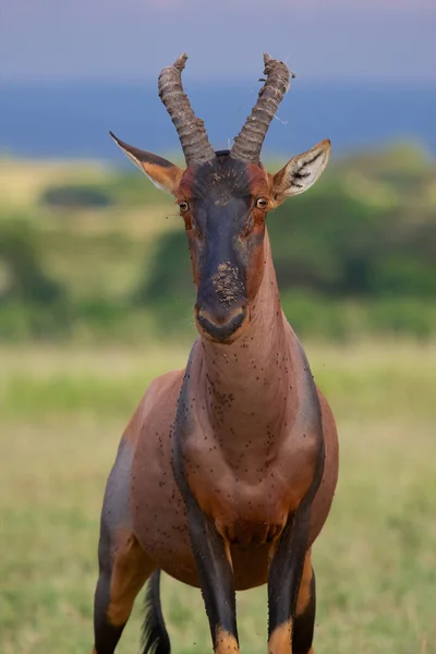 En hartebeest i masai mara national spelet parkera kenya — Stockfoto