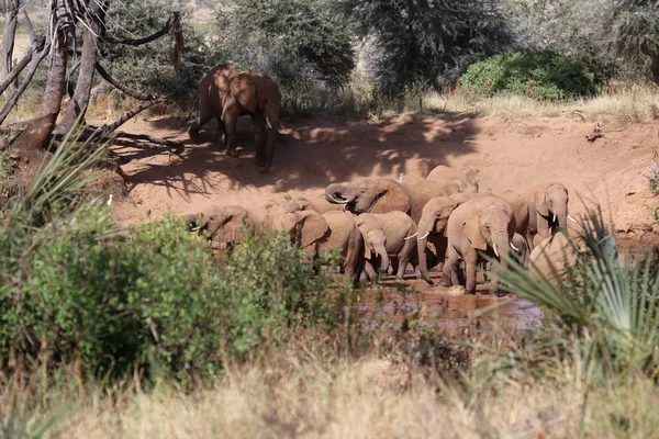 A csorda elefánt a folyó samburu nemzeti játék park — Stock Fotó