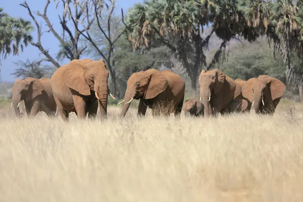 Stada słoni w sawannie w grze Parku Narodowego samburu — Zdjęcie stockowe