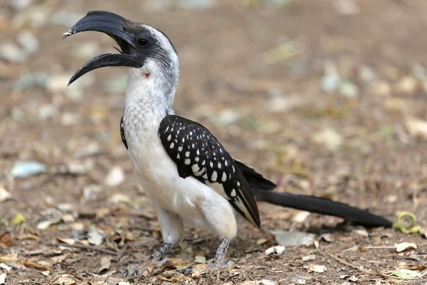 A hornbill in baringo lake kenya — Stock Photo, Image