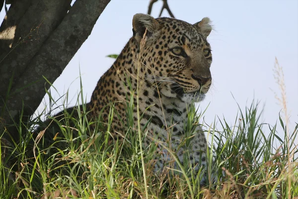 Egy leopárd maszáj mara nemzeti park kenya — Stock Fotó