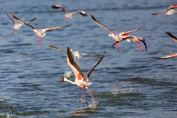 Un fenicottero minore che vola nel lago Bogoria Kenya — Foto Stock