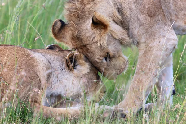 Un lion et une lionne au parc national de masai mara kenya — Photo