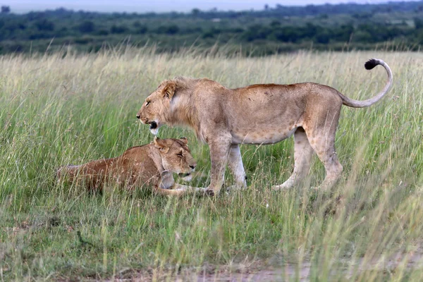 Ein Löwe und eine Löwin im Masai Mara Nationalpark — Stockfoto