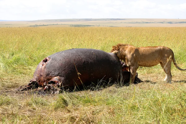 Лев, що їсть хіппо в національному парку ігор Масаї Мара — стокове фото