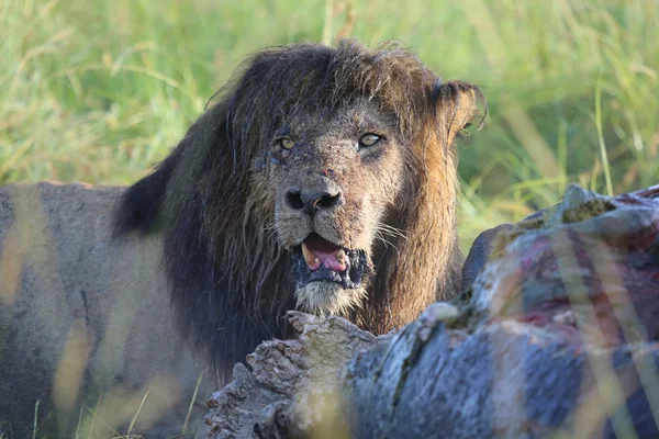 Bir aslan bir suaygırı masai mara milli maçta yiyor kenya park — Stok fotoğraf