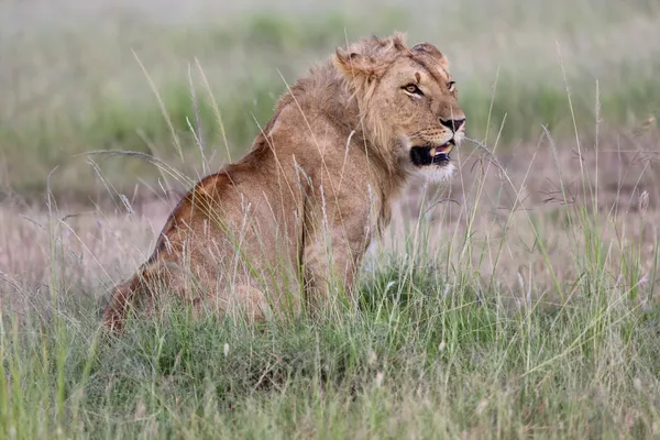 Un lion se repose dans la savane au parc national Masai Mara — Photo