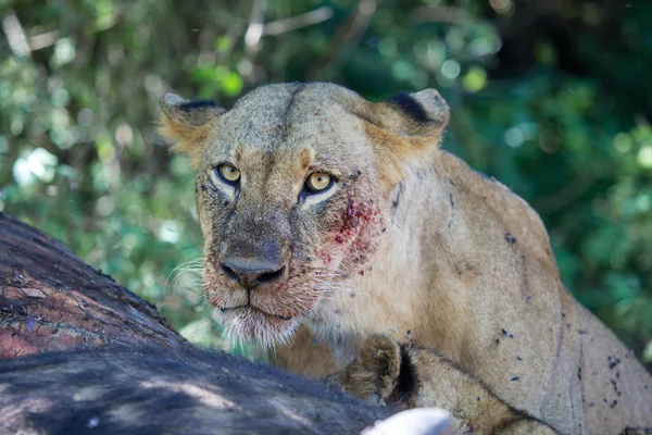 Une lionne mangeant un buffle d'eau morte avec son ourson dans le parc national de jeu du lac naïvasha kenya — Photo