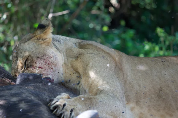 Левиця їсть буйволицю в наївському озері національний ігровий парк Кенія — стокове фото