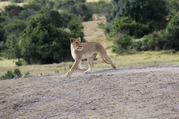 Een leeuwin jacht in samburu national park Kenia — Stockfoto