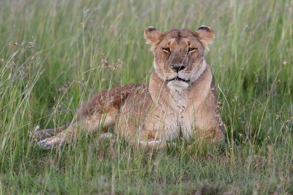 Una leona está descansando en la sabana en el parque nacional Masai Mara —  Fotos de Stock