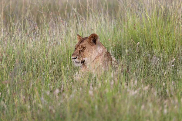 Een leeuwin is slapen in de savanne in masai mara nationaal wildpark — Stockfoto