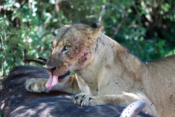 Uma leoa mostrando seu tong enquanto come um búfalo no parque de jogos nacional do lago naivasha — Fotografia de Stock