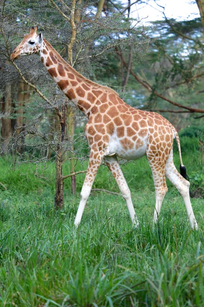 Uma linda girafa em naivasha lago parque de jogos nacional kenya — Fotografia de Stock