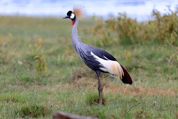 A magnificent gray crowned crane in naivasha lake national game park kenya — Stock Photo, Image