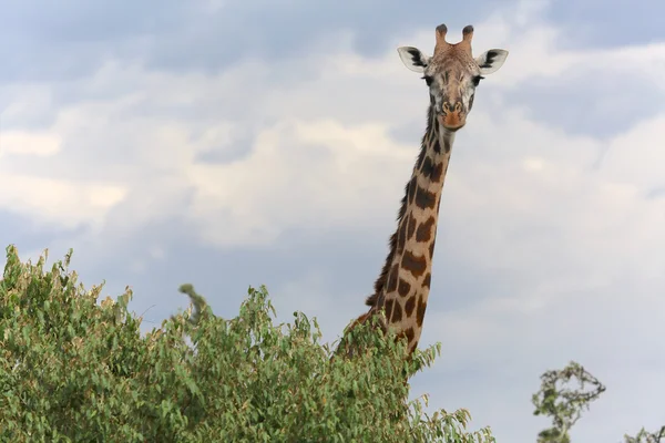 A masai giraffe in masai mara national game park kenya — Stock Photo, Image