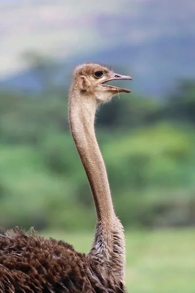 Uno struzzo di razza di masai a lago di bogoria parco nazionale kenya — Foto Stock