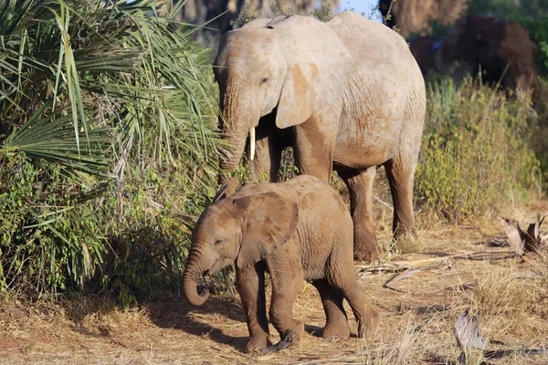 A mother elephant and her baby in samburu national game park — Stock Photo, Image