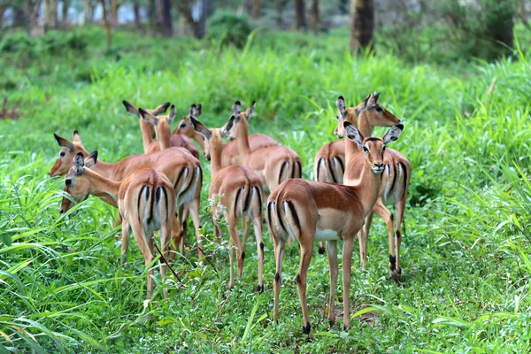 Uma bela manada de impalas em naivasha lago parque de jogos nacional kenya — Fotografia de Stock