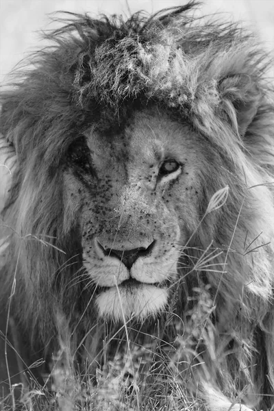 Um retrato de um leão bonito com um scarface no parque nacional masai mara kenya — Fotografia de Stock