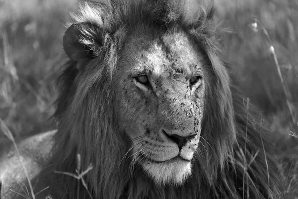 Een portret van een mooie Leeuw op de masai mara nationaal park Kenia — Stockfoto