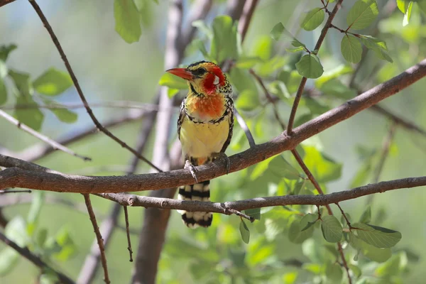 Un barbet rouge et jaune au parc national de jeux du lac baringo — Photo