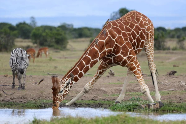 A reticulated giraffe in a national park kenya — Stock Photo, Image