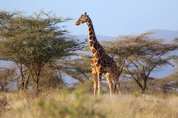 Žirafa síťovaná keňským národním parku samburu — ストック写真