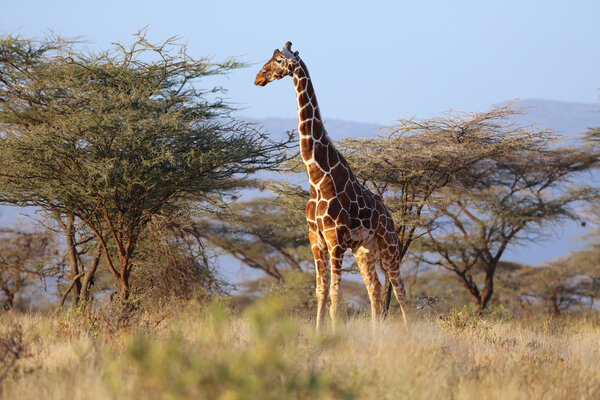 A reticulated giraffe in samburu national park kenya