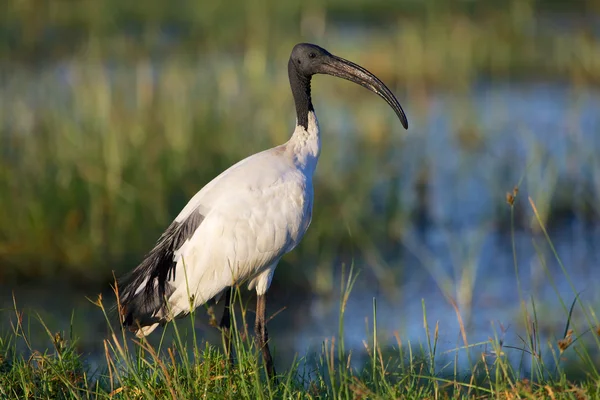 Un ibis sagrado en el parque nacional lago naivasha kenya —  Fotos de Stock