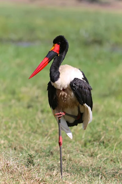 samaburu Milli Parkı Kenya bir eyer - gagalı leylek