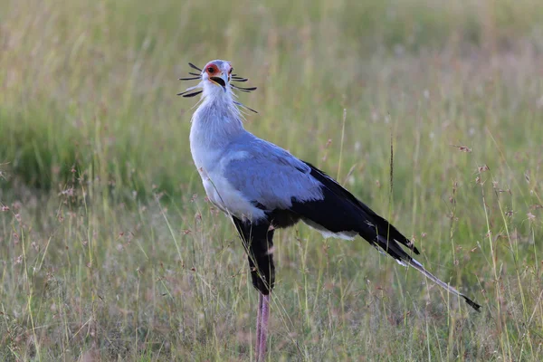 Una secretaria pájaro en masai mara parque nacional kenya —  Fotos de Stock
