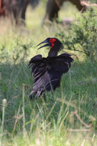 Een zuidelijke grond neushoornvogel in masai mara nationaal spel park Kenia — Stockfoto