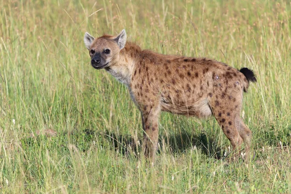 Een gevlekte hyena in masai mara nationaal spel park Kenia — Stockfoto
