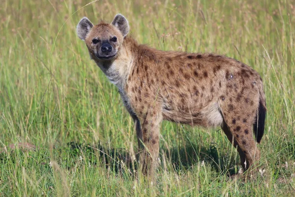 Een gevlekte hyena in masai mara nationaal wildpark — Stockfoto